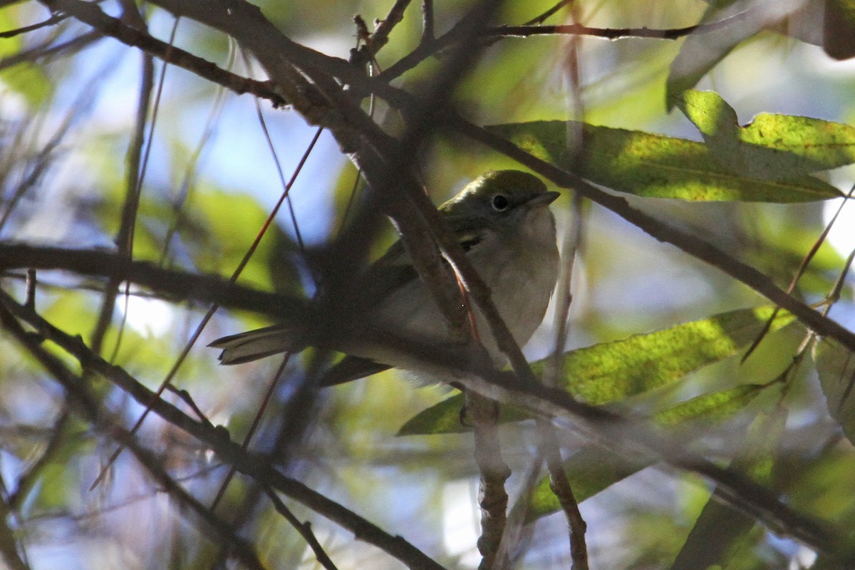 Chestnut-sided Warbler - ML33573001