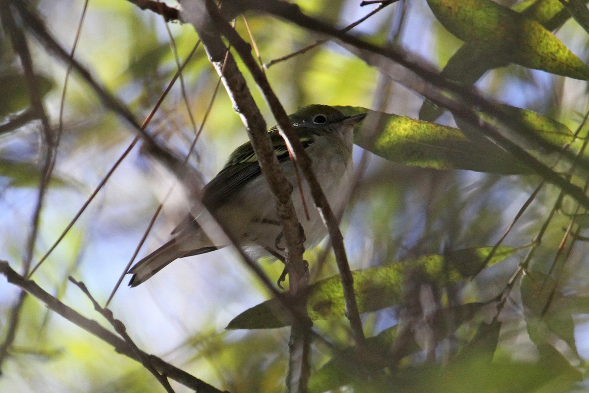 Chestnut-sided Warbler - ML33573011