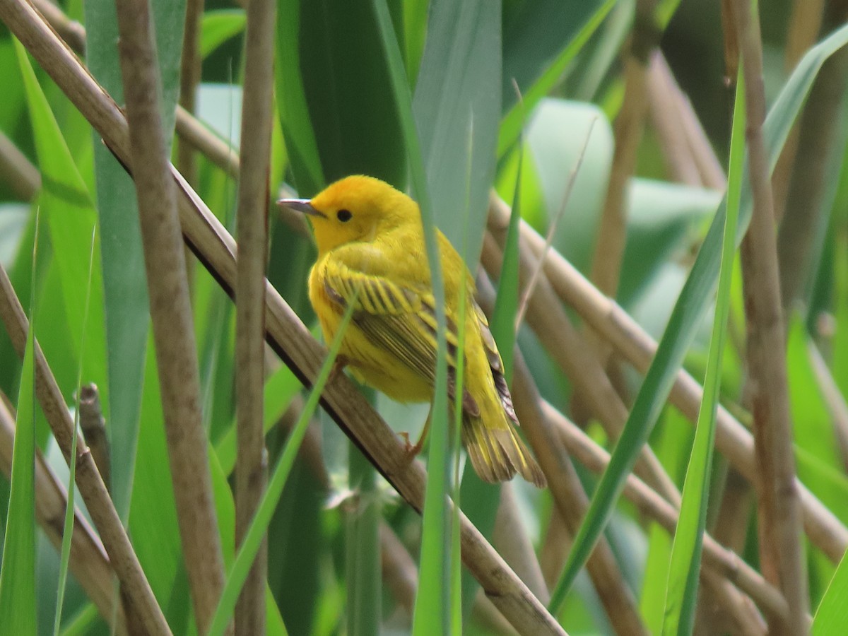 Yellow Warbler (Northern) - ML335730611
