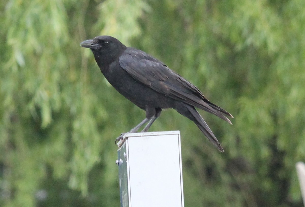 American Crow - ML335731381