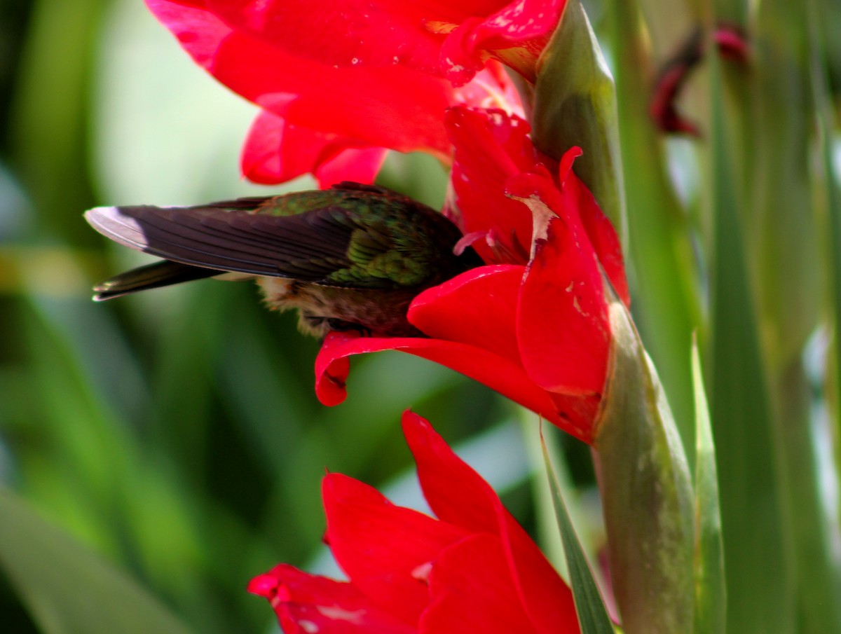 kolibřík bělouchý - ML335731931