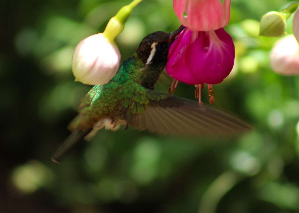 kolibřík bělouchý - ML335732151