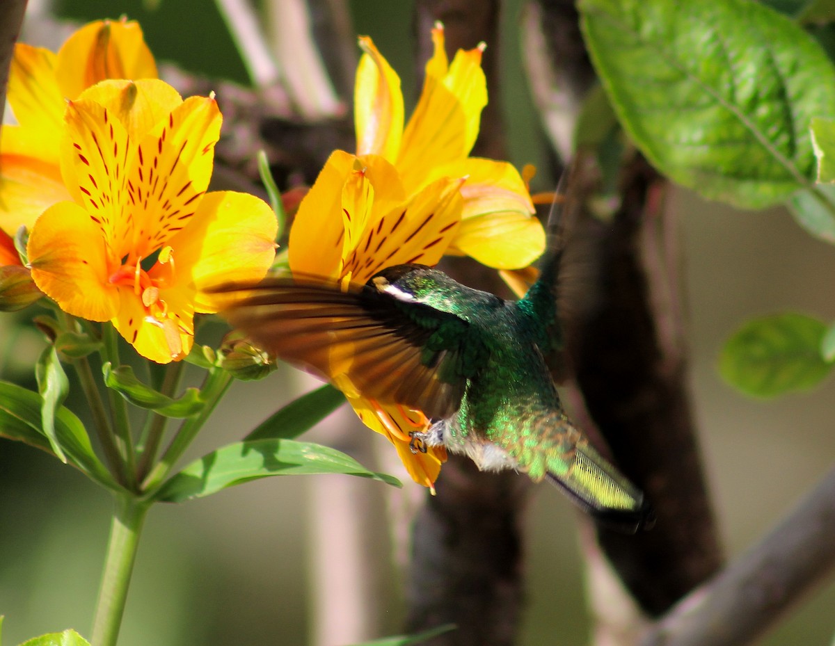 White-eared Hummingbird - ML335732371