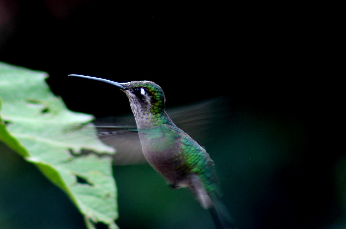 kolibřík skvostný - ML335732951