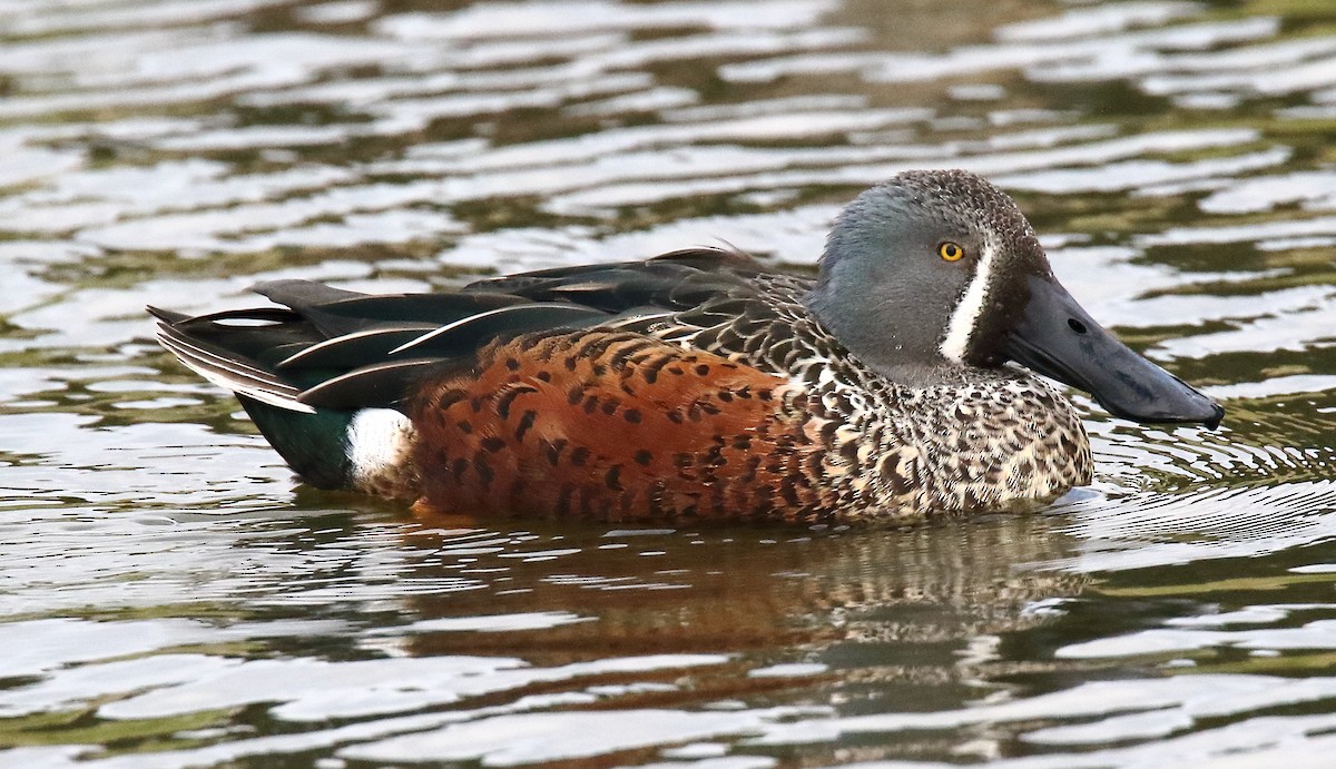 Australasian Shoveler - ML335732971