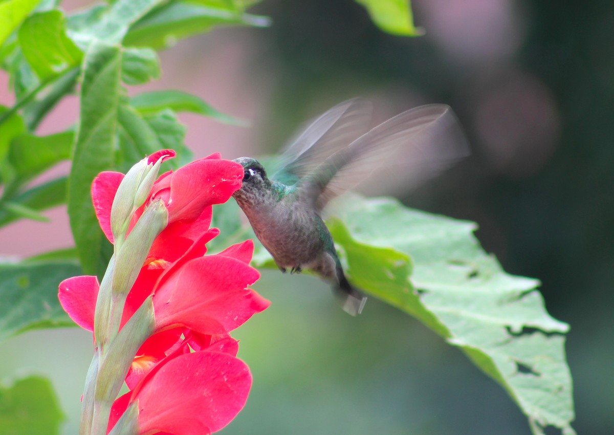 kolibřík skvostný - ML335733011