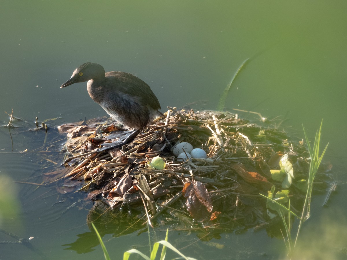 Least Grebe - ML335733071