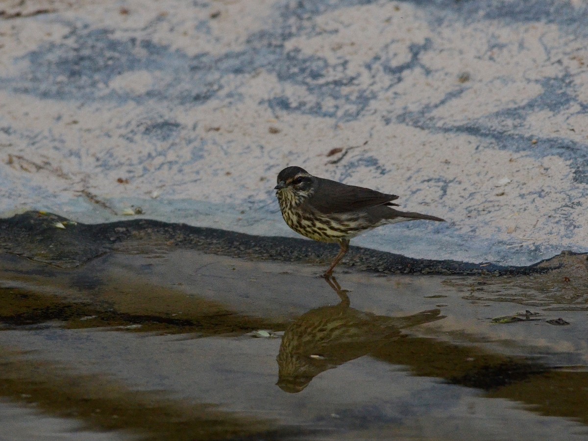 Northern Waterthrush - ML335733291