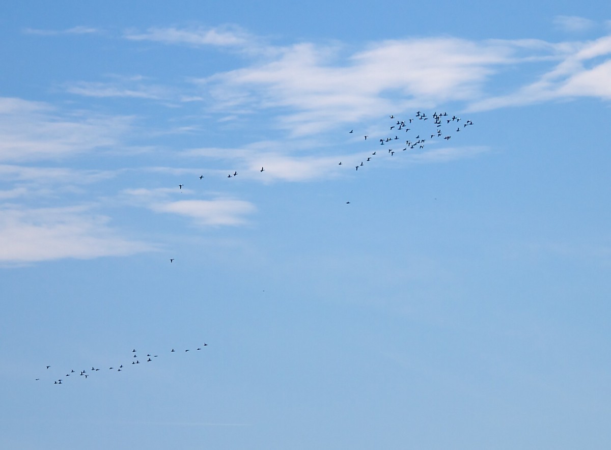 Blue-winged Teal - ML33573421