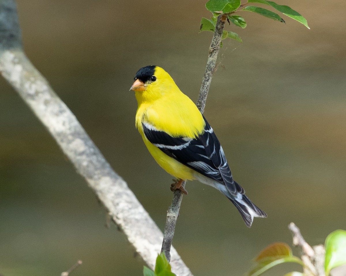 American Goldfinch - ML335734411