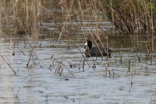 American Coot - ML335735001