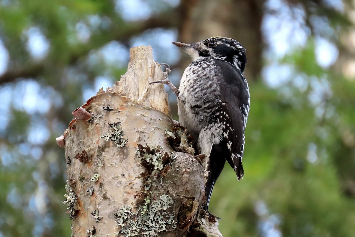 American Three-toed Woodpecker - ML335736151