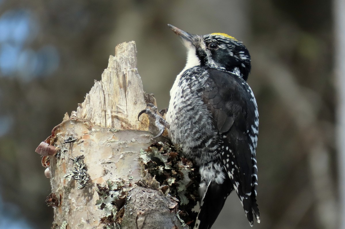 American Three-toed Woodpecker - ML335736371