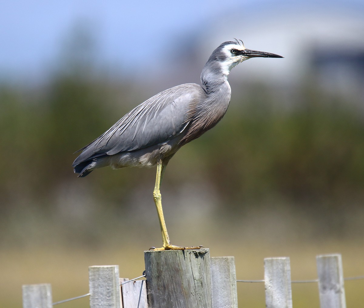 White-faced Heron - ML335736421