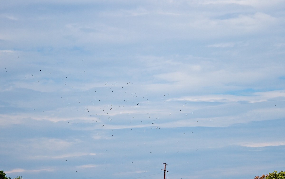 Bobolink - ML33573691