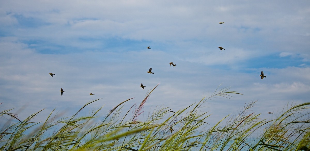 Bobolink - Peter Vickery