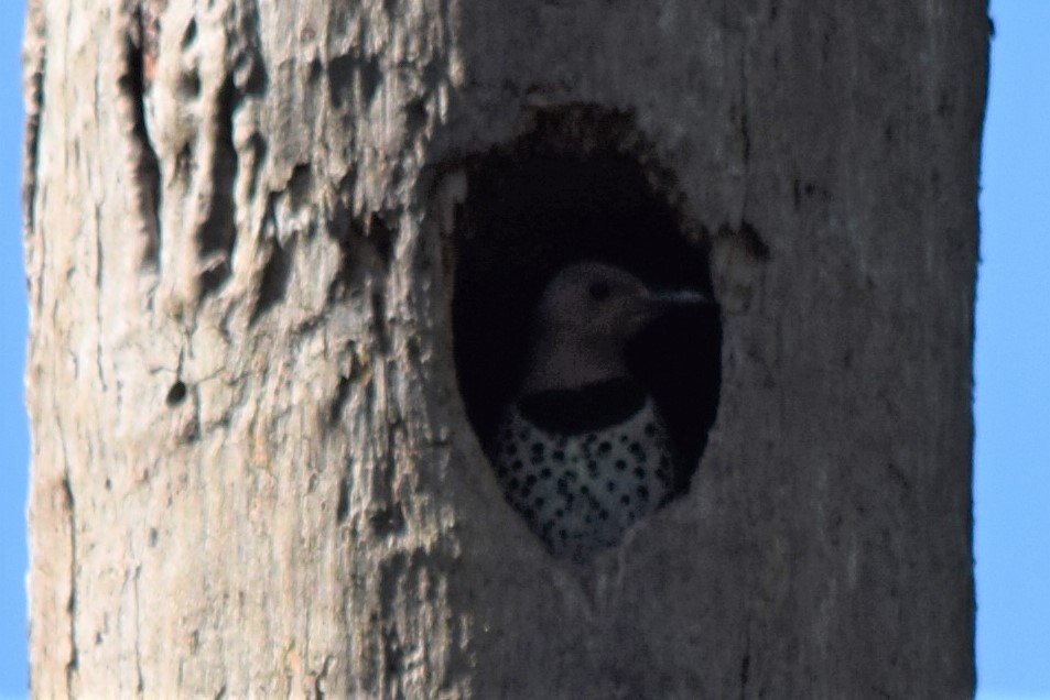 Northern Flicker - ML335737241