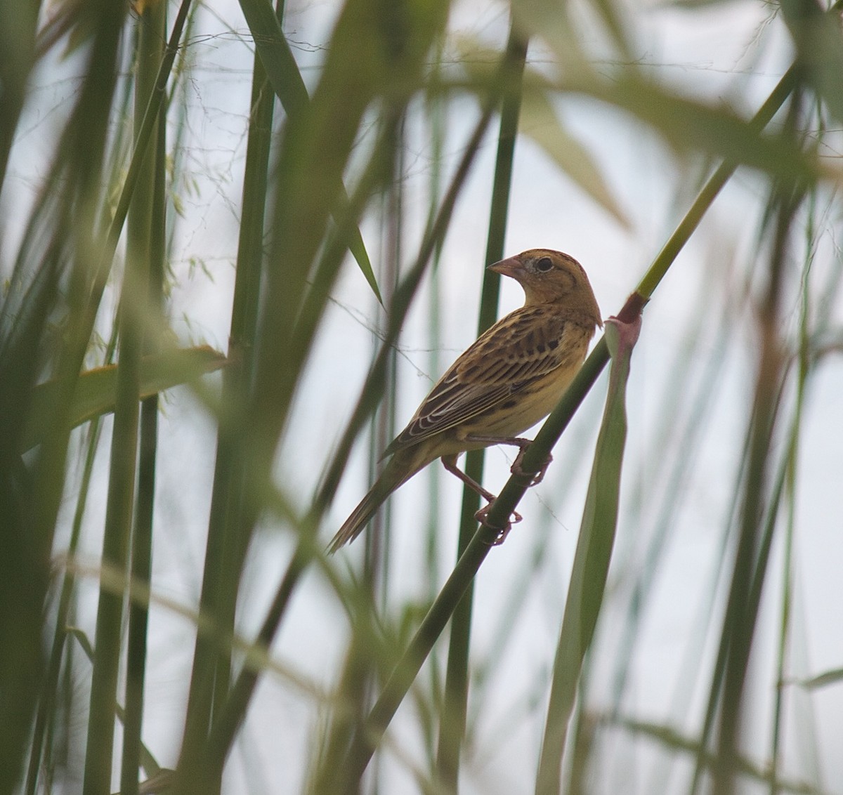 Bobolink - ML33573741