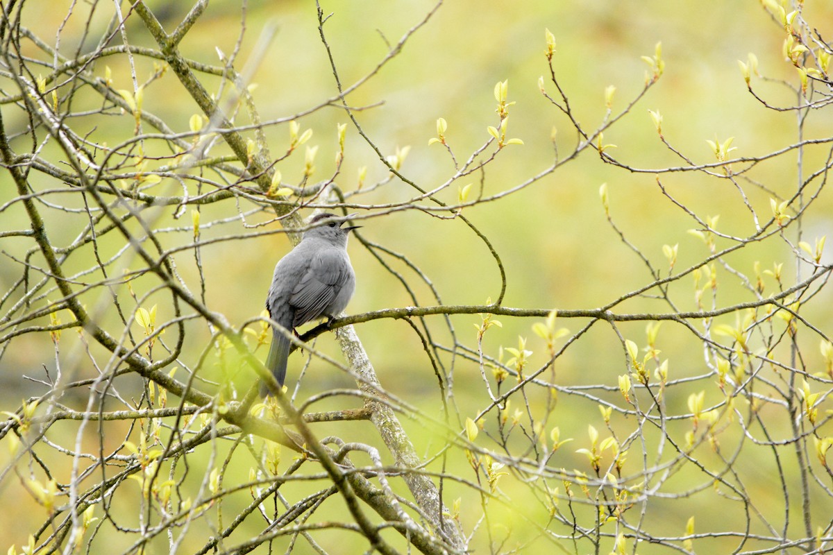 Gray Catbird - ML335737651