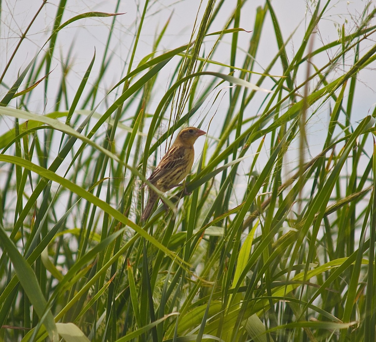 Bobolink - ML33573771