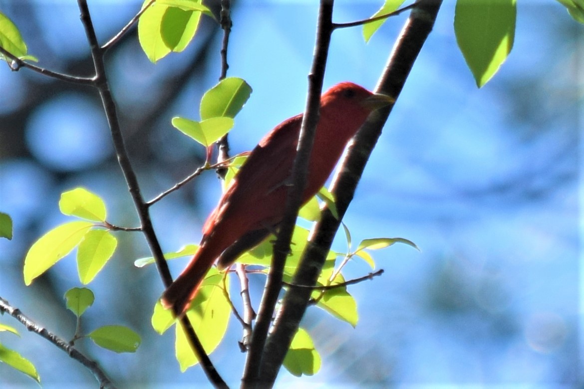 Summer Tanager - ML335738051