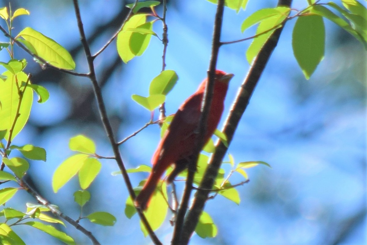 Summer Tanager - ML335738161