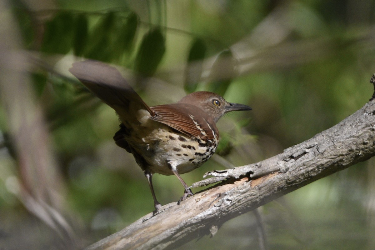 Brown Thrasher - ML335738571