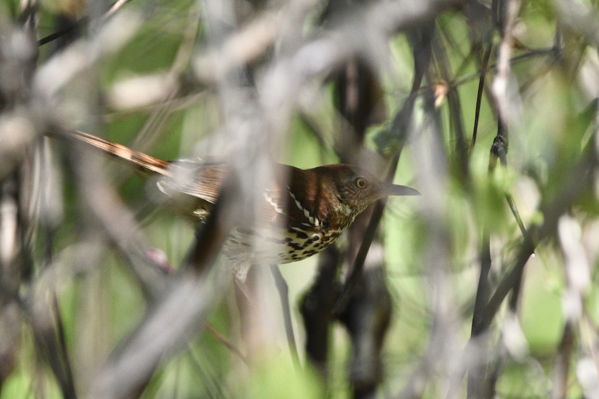 Brown Thrasher - ML335738611