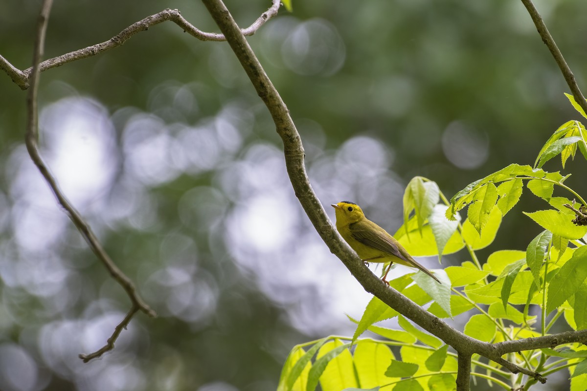 Wilson's Warbler - ML335738901