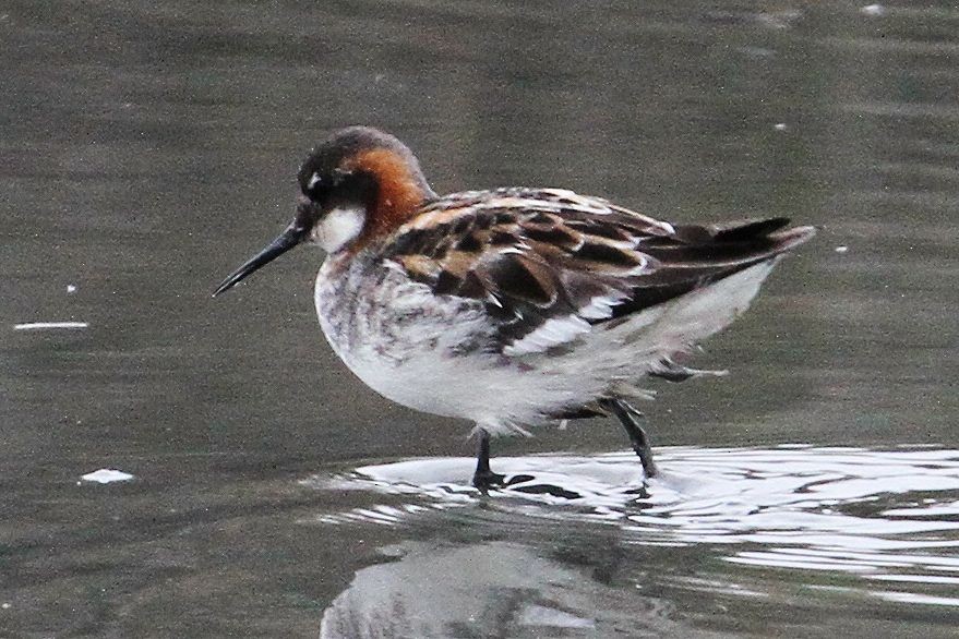 Red-necked Phalarope - ML335740001