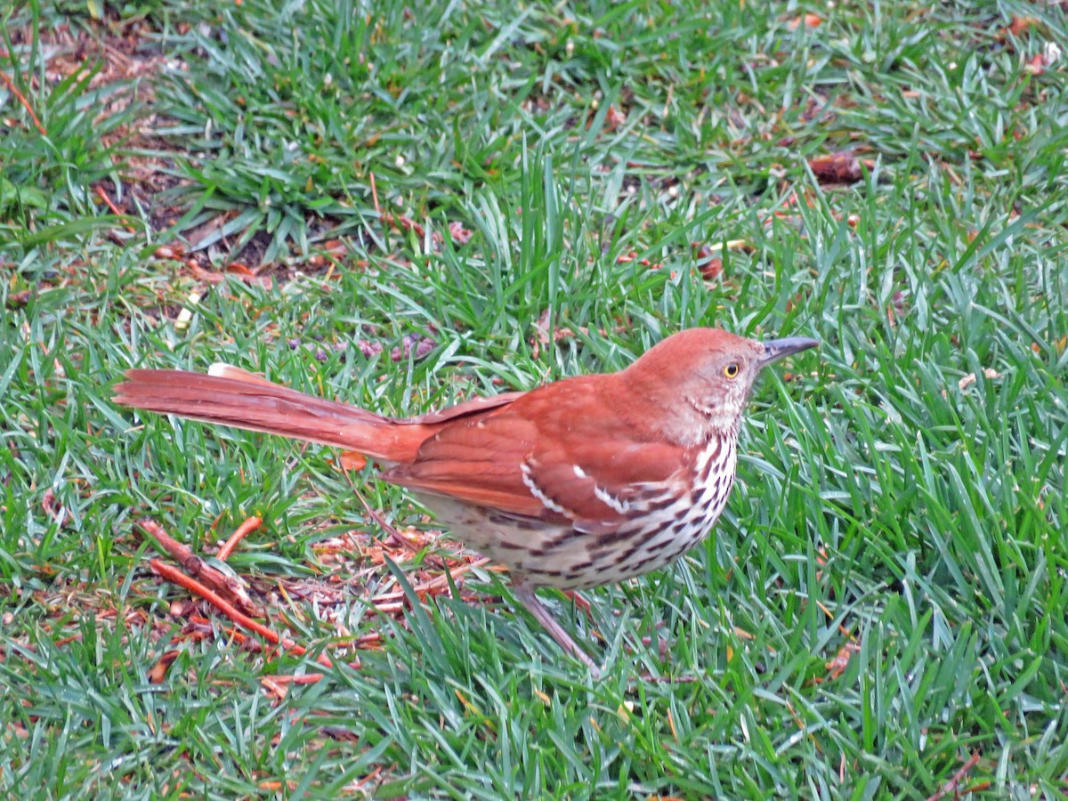 Brown Thrasher - ML335742101