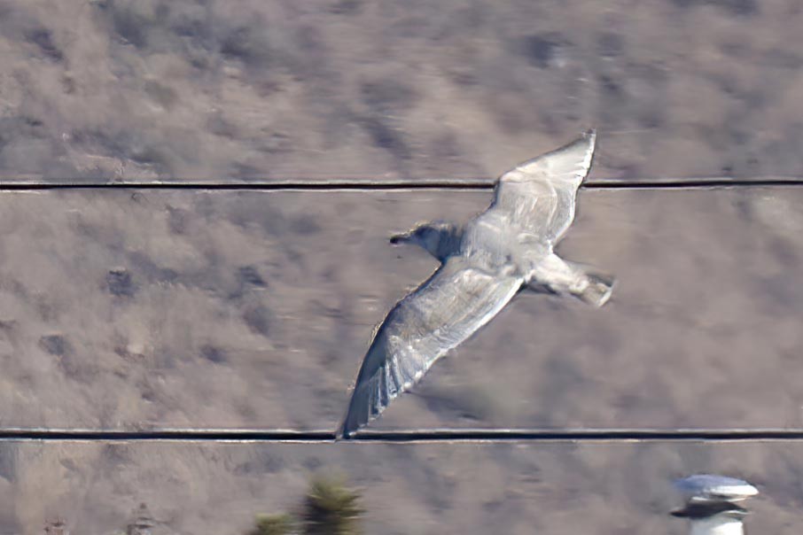 Gaviota de Bering - ML335742501