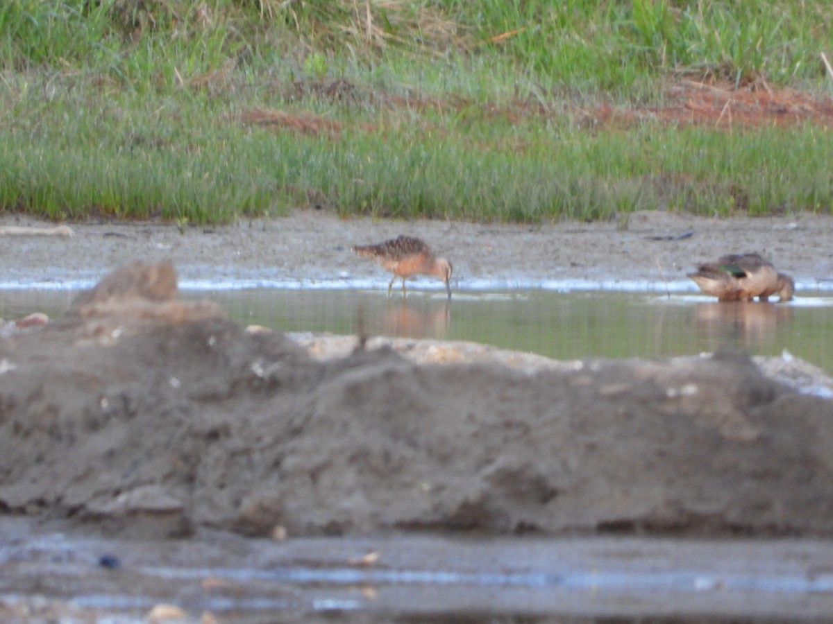 Long-billed Dowitcher - ML335742751