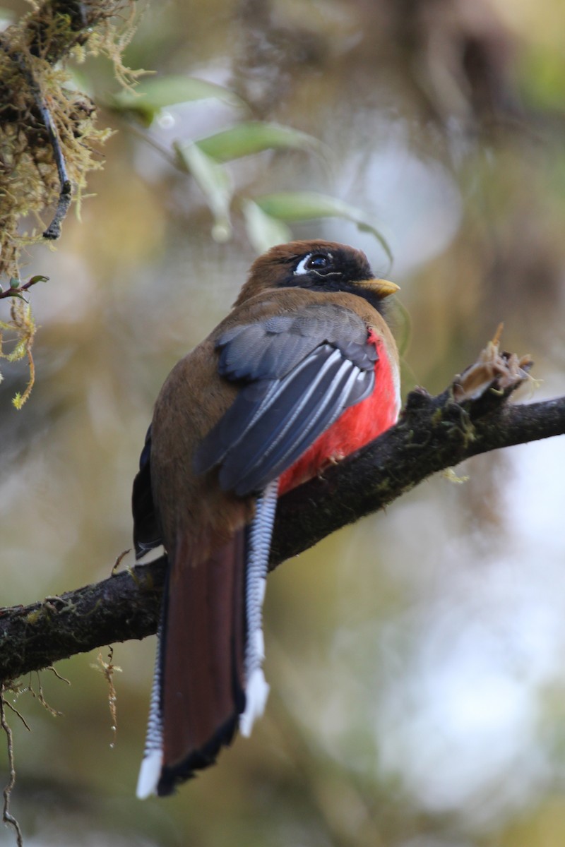 Trogon masqué - ML33574351