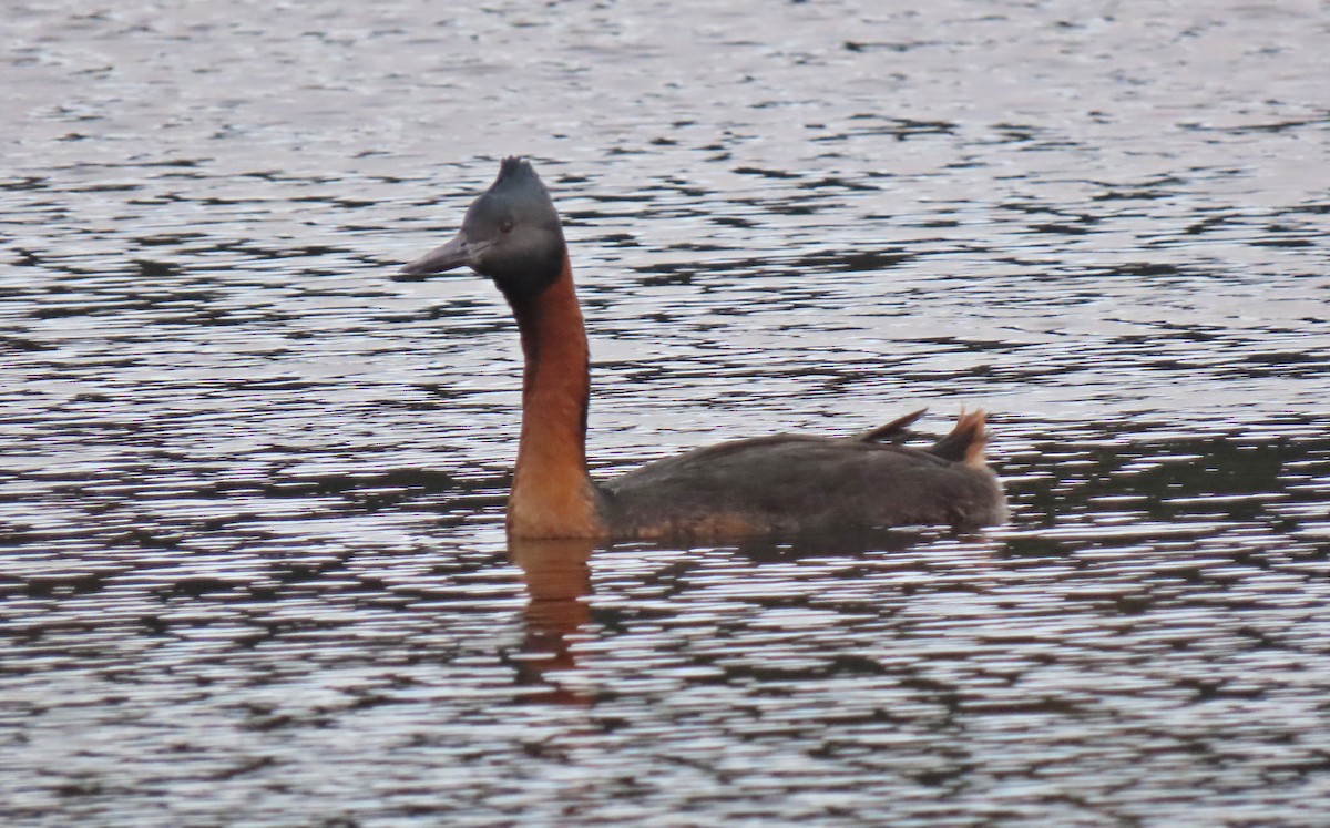 Great Grebe - ML335744191