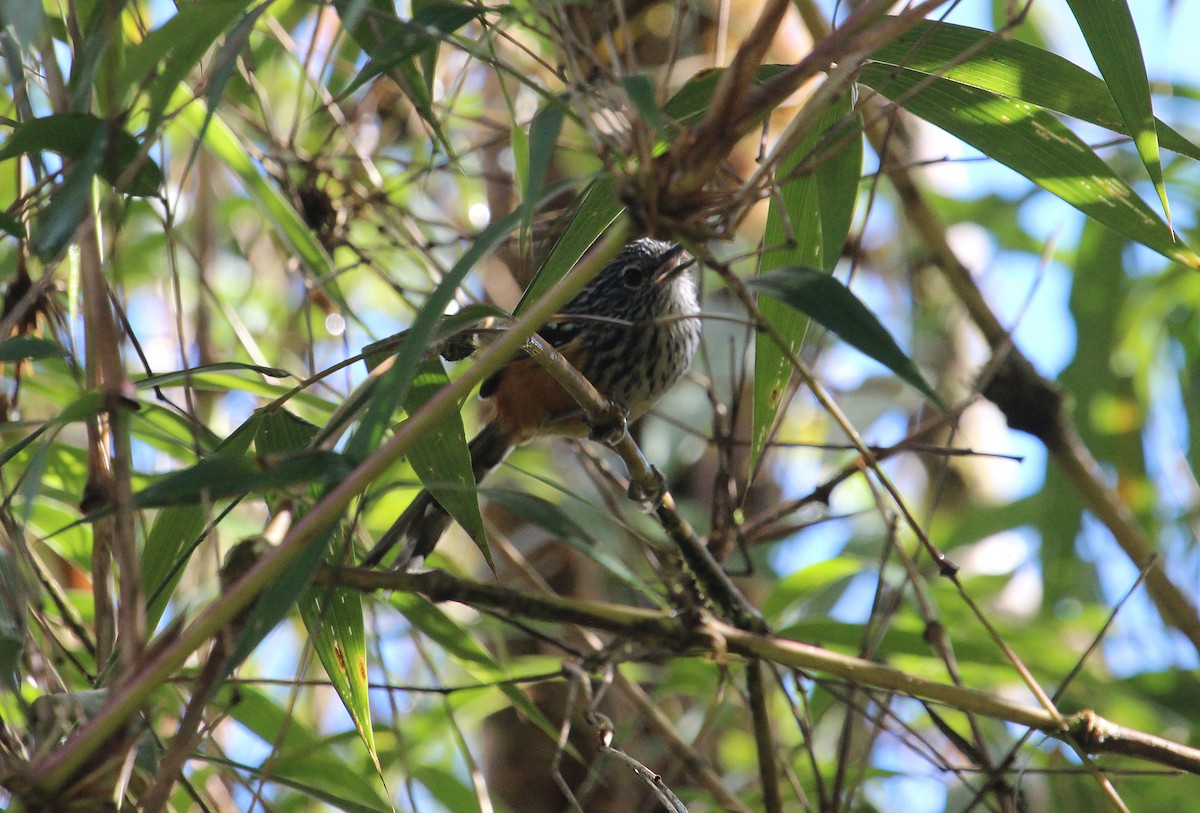 Streak-headed Antbird - ML33574471