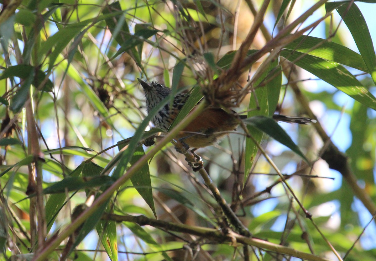 Streak-headed Antbird - ML33574491