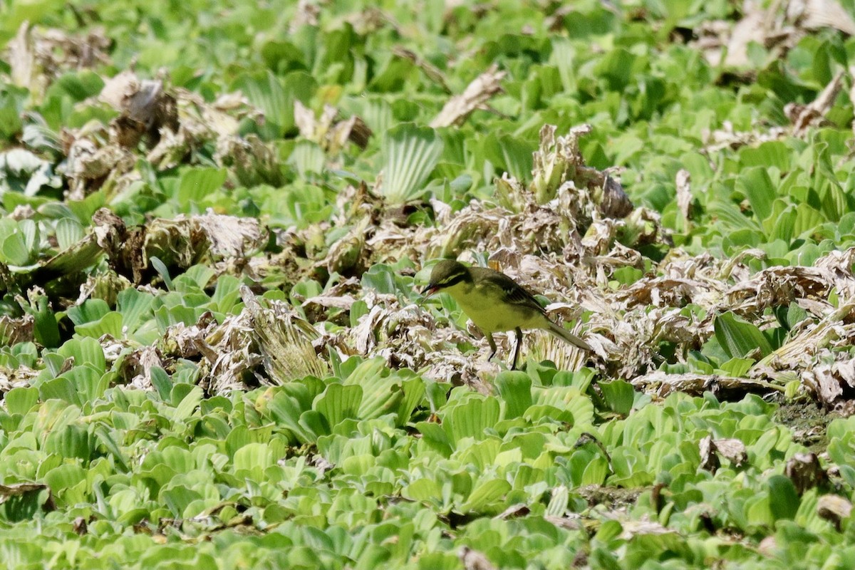 Eastern Yellow Wagtail - ML335745001