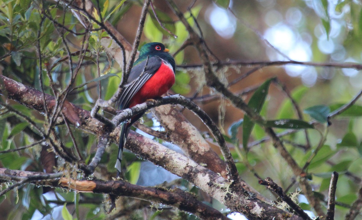 Trogon masqué - ML33574501