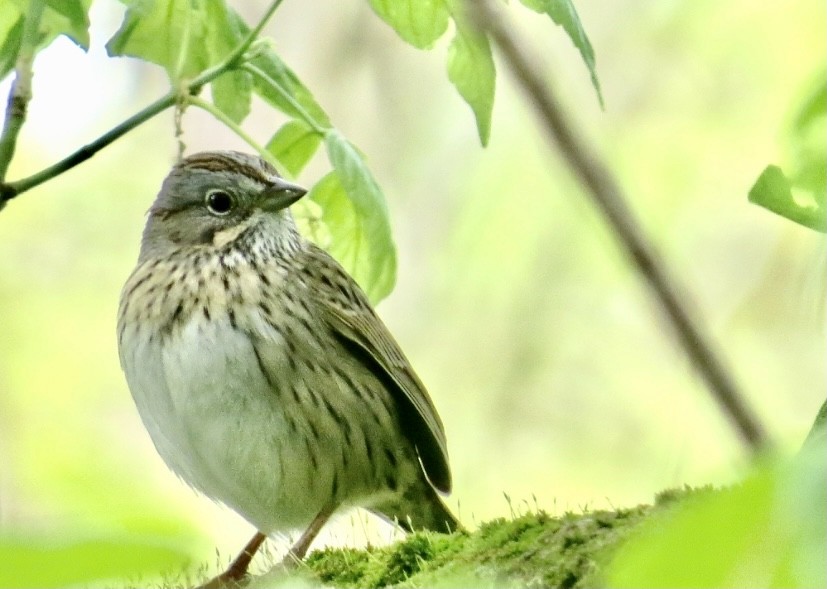 Lincoln's Sparrow - ML335745311