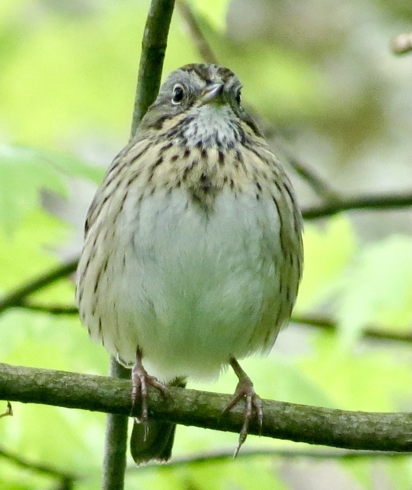 Lincoln's Sparrow - ML335745341