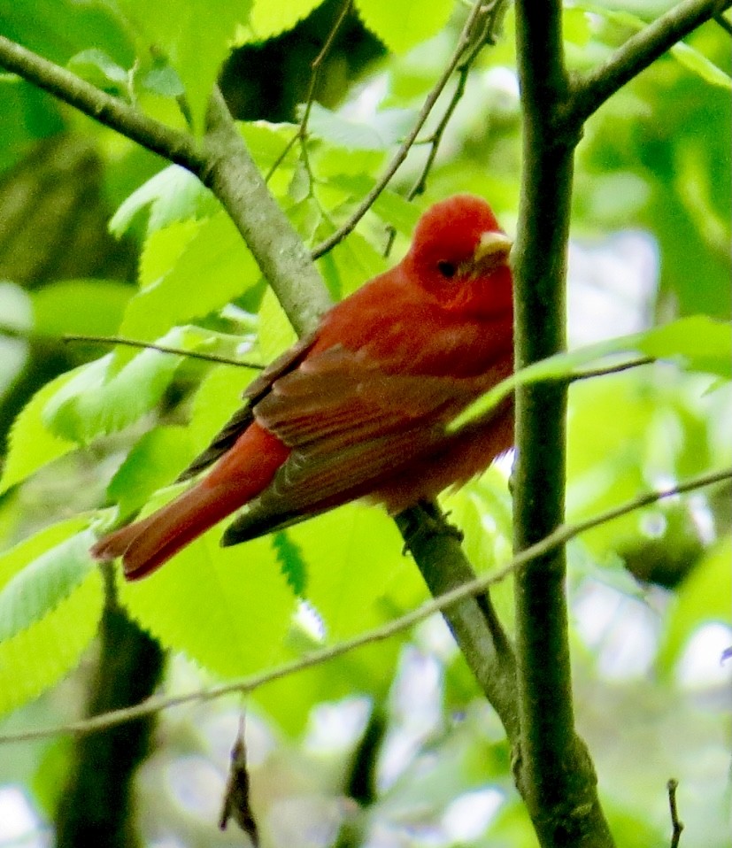 Summer Tanager - ML335745501