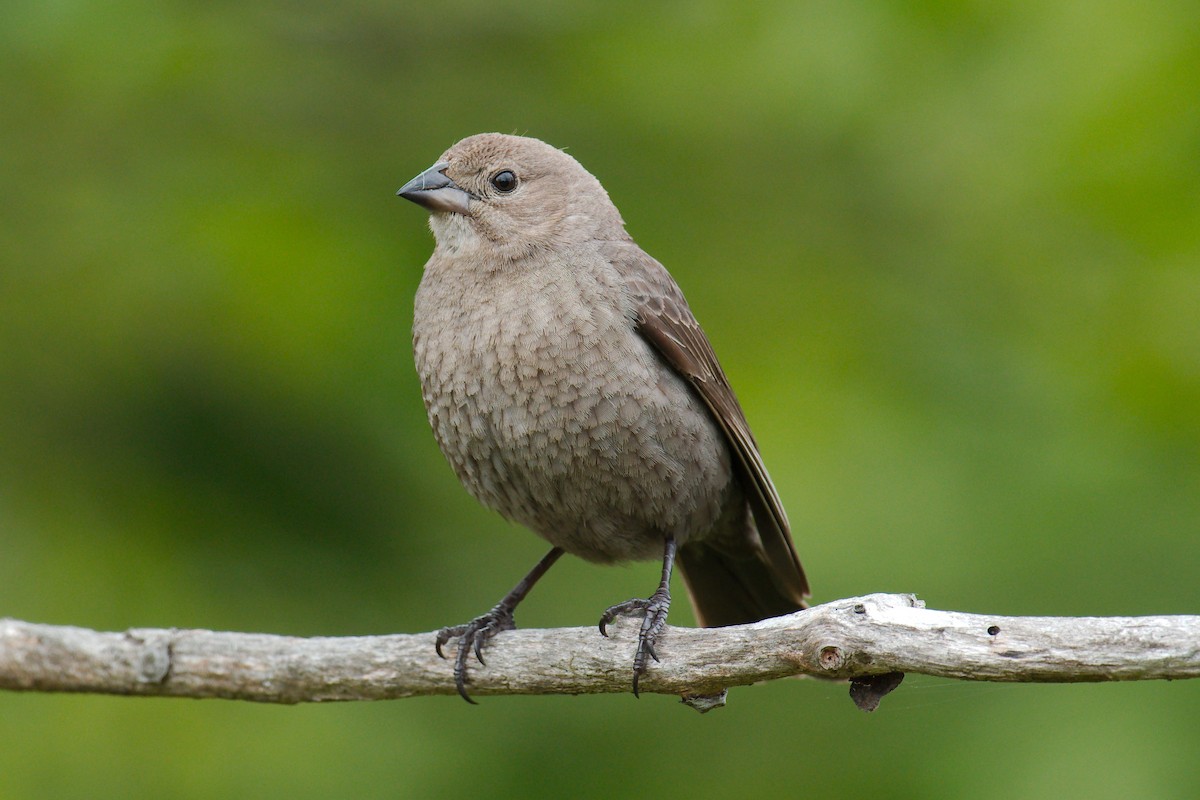 Brown-headed Cowbird - ML335747061