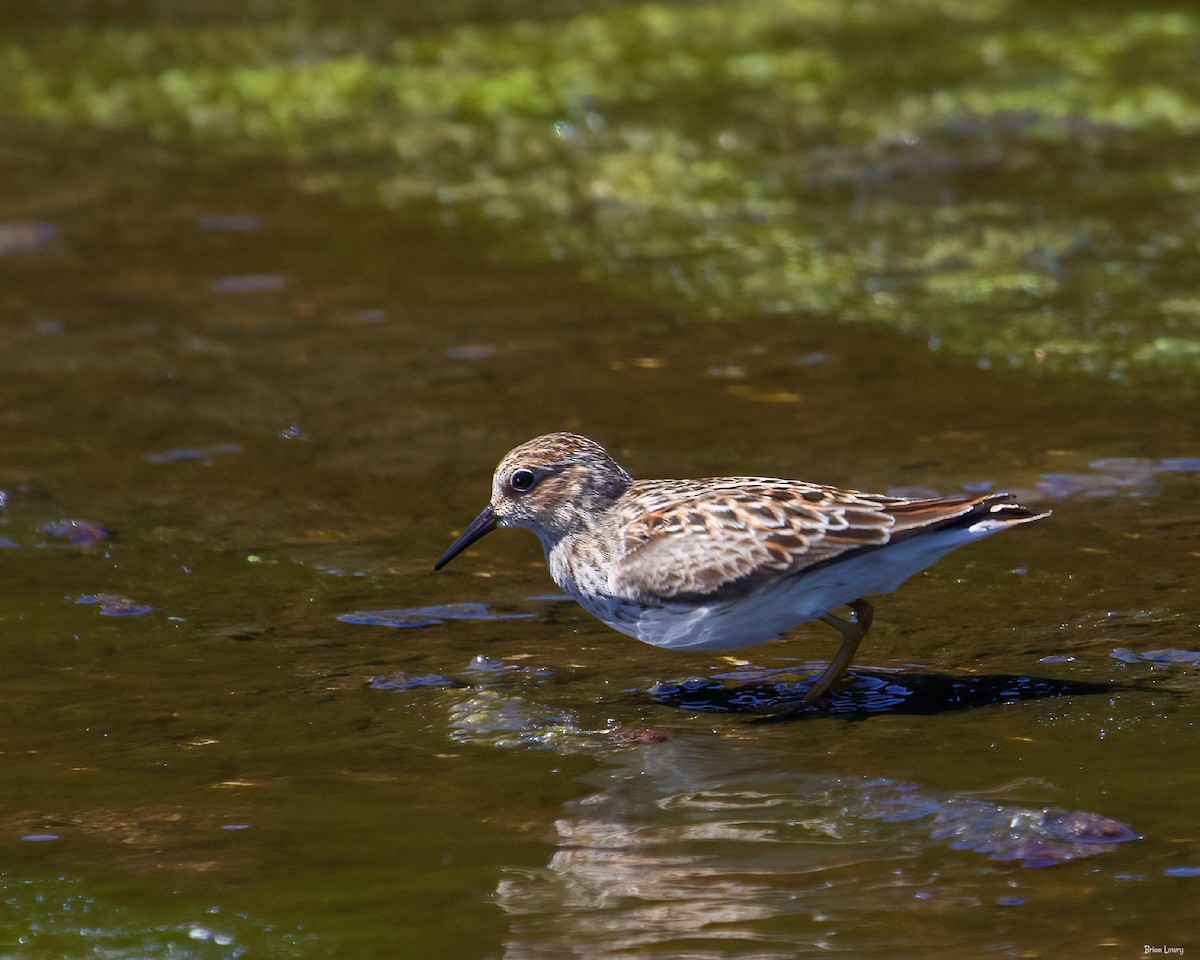 Least Sandpiper - Brian Lowry