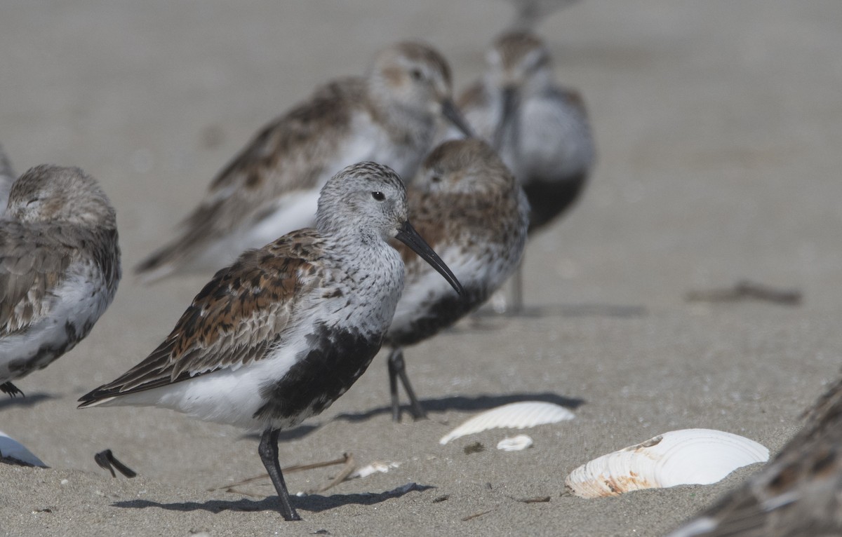 Dunlin - ML335747501