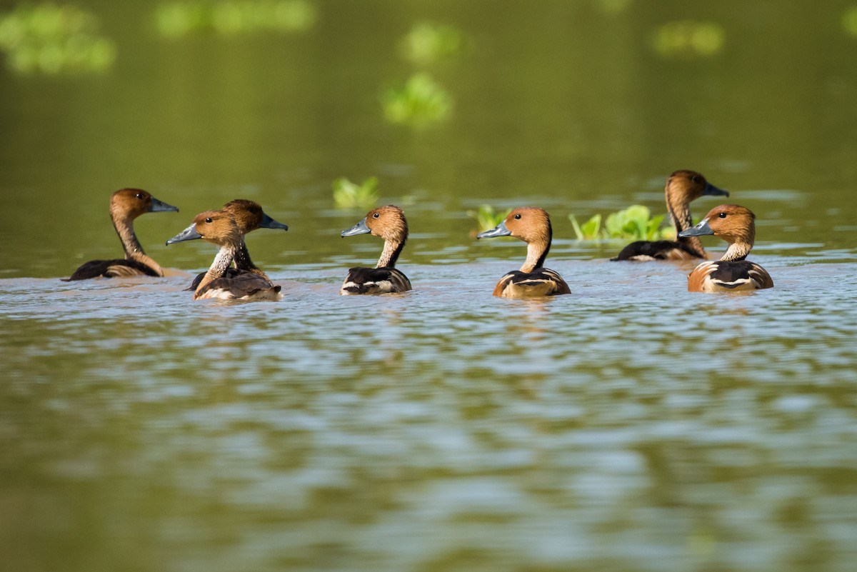 Fulvous Whistling-Duck - ML335747901