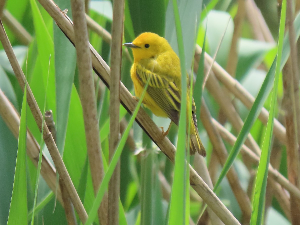 Yellow Warbler (Northern) - ML335748231