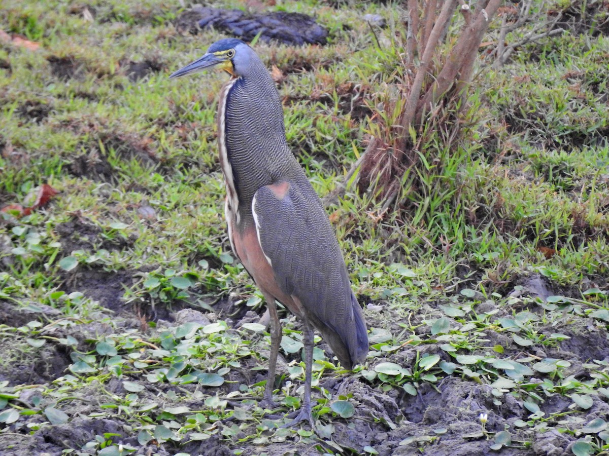 Bare-throated Tiger-Heron - Angela Soto