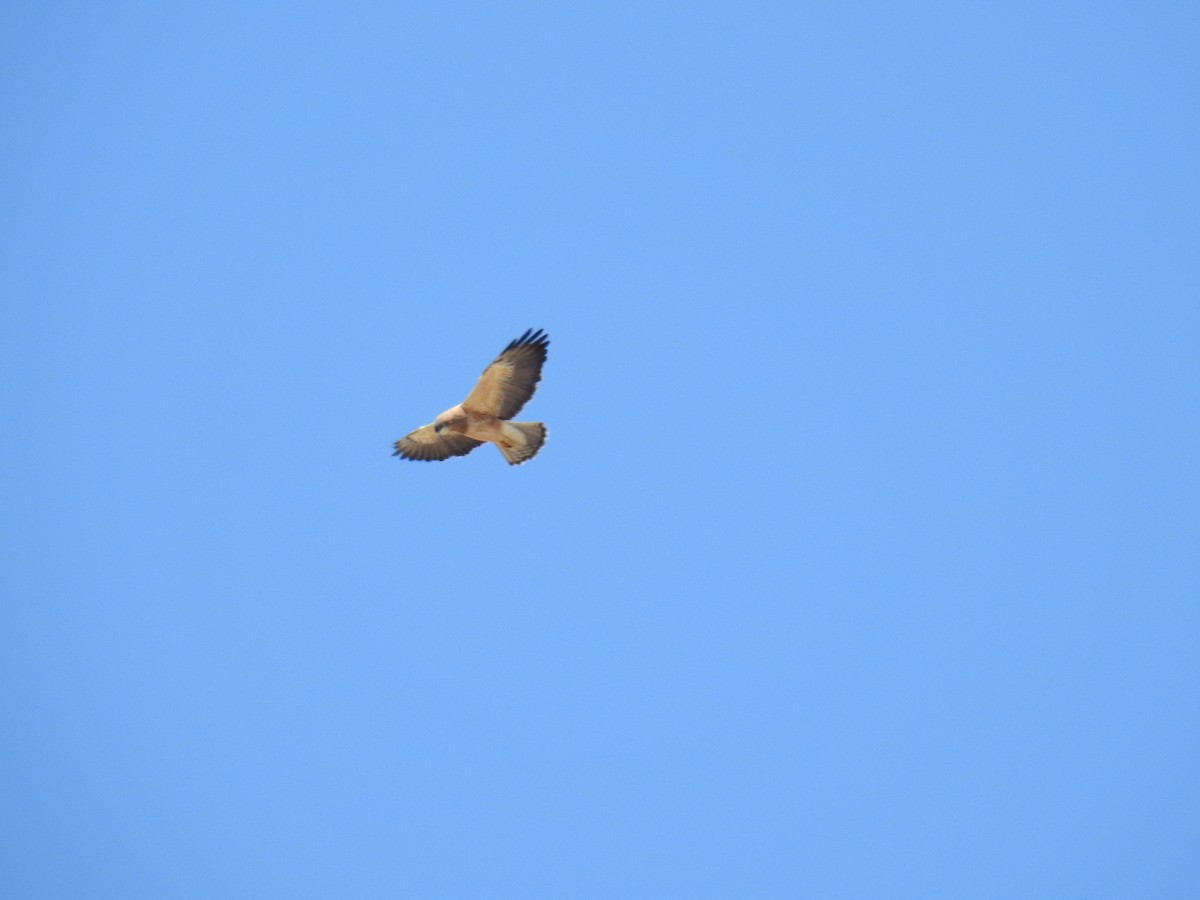 Swainson's Hawk - ML335749071