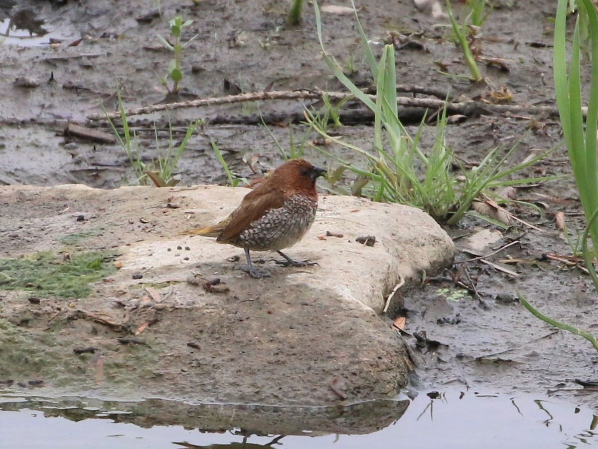 Scaly-breasted Munia - Linda LeRoy